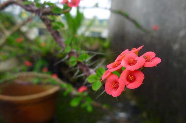 虎刺梅開花有毒嗎，有毒/家中有小孩的最好不要栽種