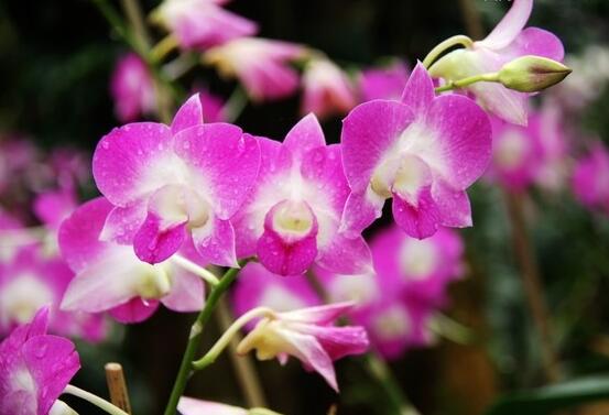 蘭花澆水方法，不同環(huán)境不同澆水量(光照溫度)