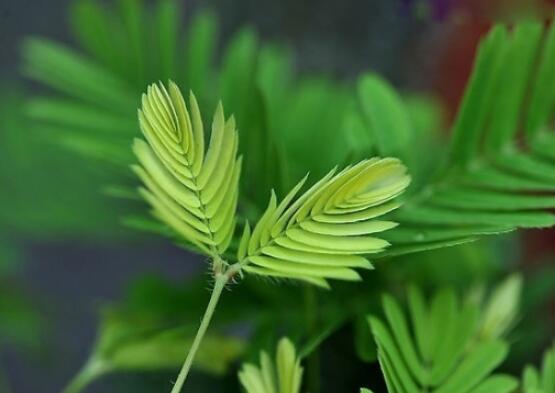 含羞草的作用與功效，預(yù)測地震、消腫止痛