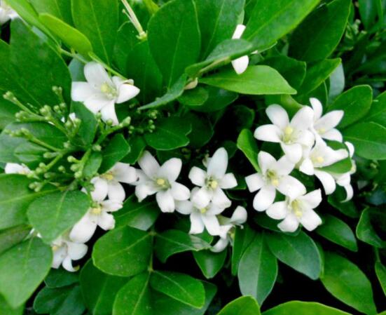 九里香花香的味道對人體有害嗎，有害/導致頭暈、胸悶