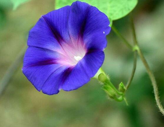 牽牛花怎么養，牽牛花養殖方法