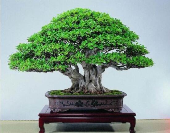榕樹盆景為什么掉葉,四種原因以及解決辦法