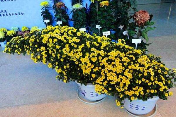 室內(nèi)適合養(yǎng)菊花嗎，可以養(yǎng)殖但要注意花頭有毒