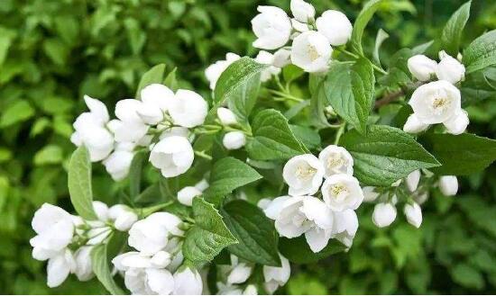 茉莉花的花語，茉莉花花語代表著你是我的