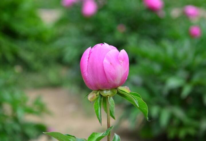 芍藥花的種植方法，這樣種植長出來的又好看又茂盛