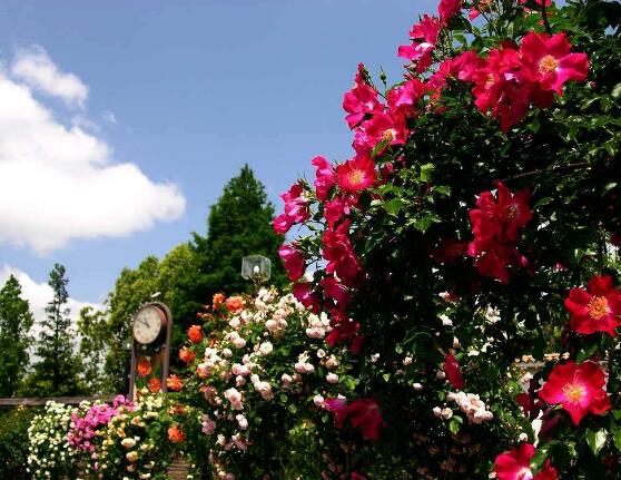 薔薇花冬天掉葉子是怎么回事，冬天掉葉子解決辦法
