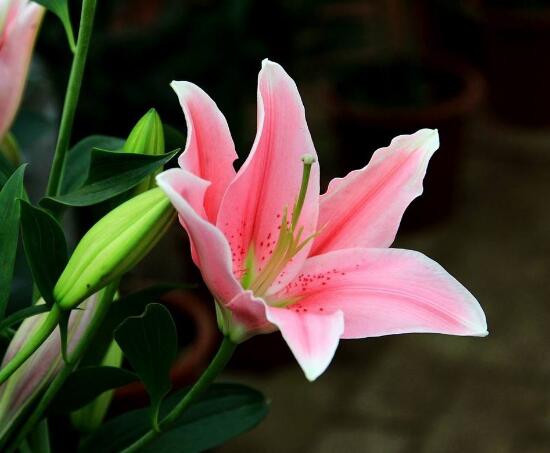 百合花放在室內有毒嗎，花香導致失眠、惡心，煩亂(無毒)