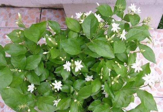 茉莉花爛根怎么救，茉莉花爛根解救辦法