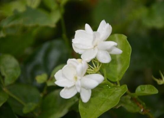 茉莉花什么時候修剪整枝最好，春秋生長期、春季前休眠期修剪最好