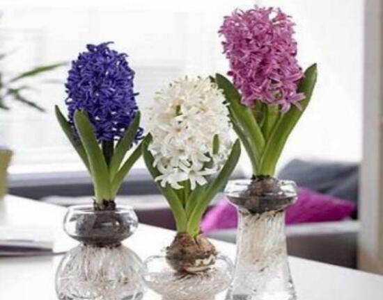 風信子什么時候開花，風信子開花后怎么處理