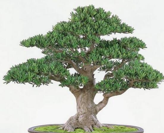 羅漢松寓意是什么，意著招財(cái)進(jìn)寶、長(zhǎng)壽吉祥(美好)