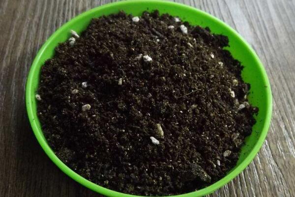 盆栽櫻花的養殖方法，掌握以下要點是關鍵