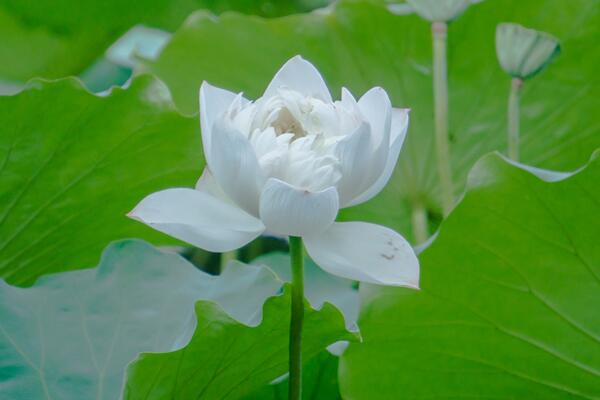 荷花一般什么時(shí)候開，最早5月就能綻放
