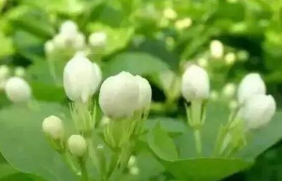 茉莉花常見的病蟲害及其防治方法，老農總結最常見四種病蟲害