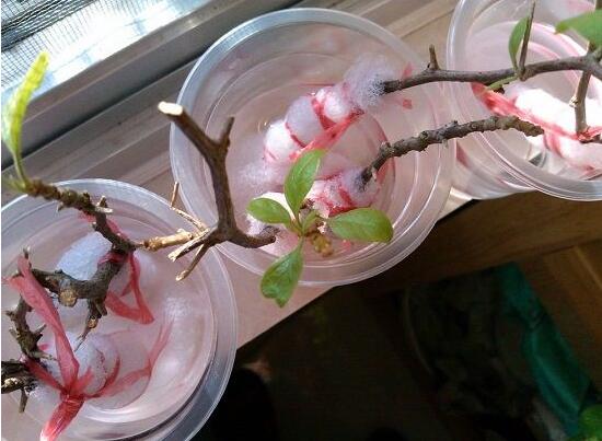三角梅可以水培嗎，三角梅水培方法和注意事項(xiàng)