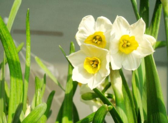 水仙花的栽培技術(shù)，盤點水培與土培簡單操作步驟