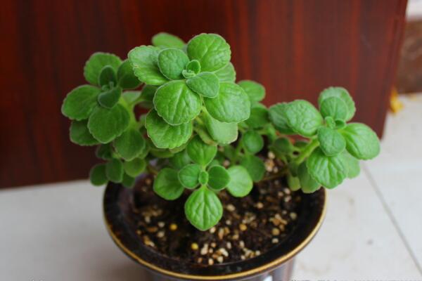 碰碰香種子種植方法，種植詳細步驟以及種植注意事項