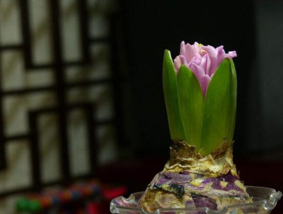 風信子好種嗎,做好這五點就能生根發芽(存活率高)