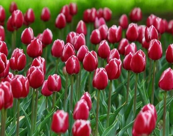 郁金香什么時候開花，郁金香花期多長時間