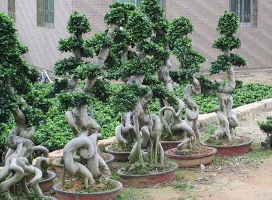 榕樹盆景病蟲害防治方法，盤點(diǎn)最全面四種常見病蟲害