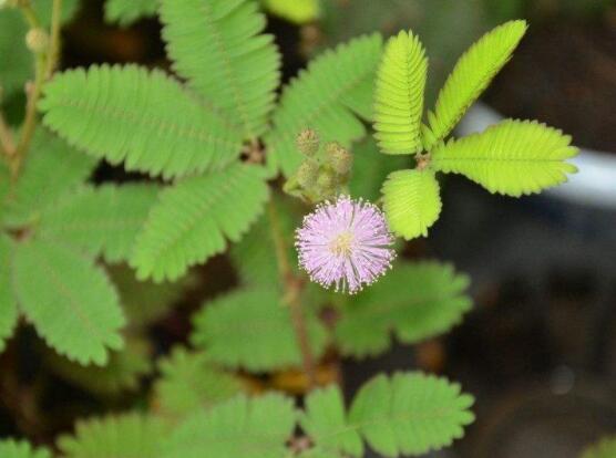 含羞草怎么養(yǎng)開(kāi)花，注意盆土配置、光照充足