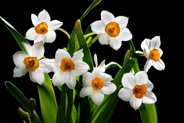 風(fēng)信子和水仙的區(qū)別，花朵/球莖/葉片/價(jià)值不同