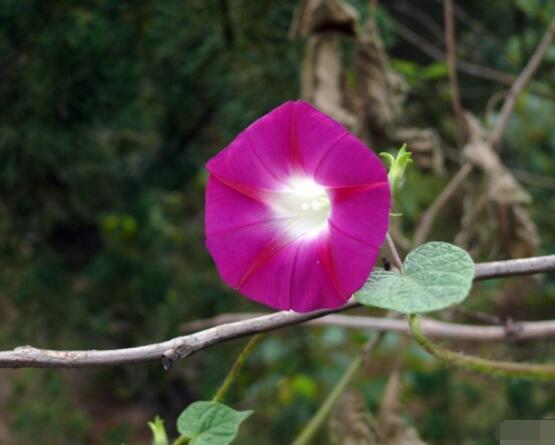 牽牛花什么季節開花，每年的夏秋開花(6-10月)