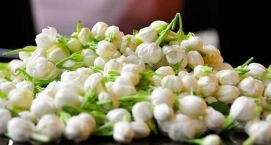 茉莉花的功效與作用，茉莉花八大功效與作用