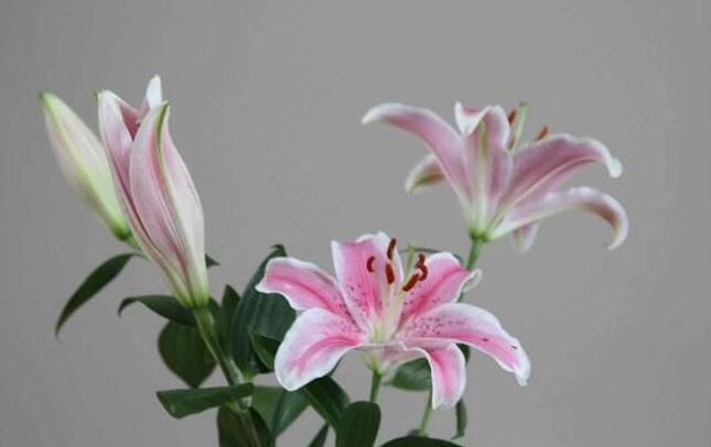 買來的百合花怎么養，需要適合的土壤和澆水
