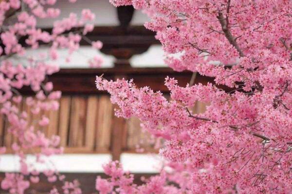 櫻花樹怎么種植，可以通過以下4步進(jìn)行
