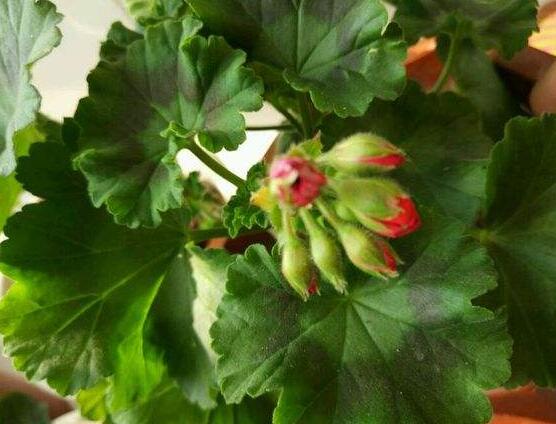 天竺葵花苞干枯怎么辦，老農(nóng)總結(jié)三種最常見(jiàn)解決方法