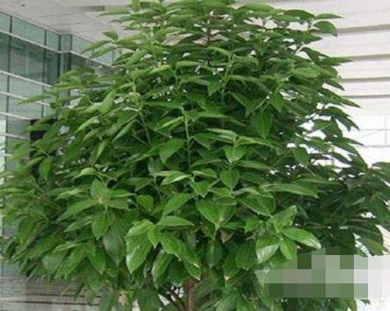 平安樹(shù)好養(yǎng)嗎，教你簡(jiǎn)單四種養(yǎng)殖方法/闔家幸福、萬(wàn)事如意