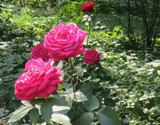 養(yǎng)月季花最好用什么土，保持土質(zhì)微酸性肥沃疏松透氣