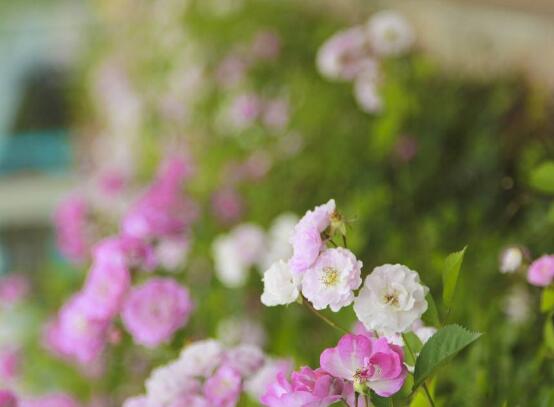 薔薇花什么時候種植，薔薇花幾月種植