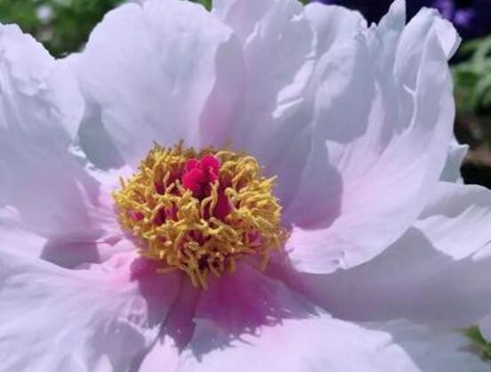 牡丹花怎么養，牡丹花養殖方法