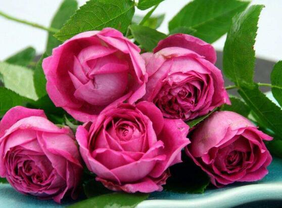 薔薇花的冬季怎么養，薔薇花的冬季養殖方法