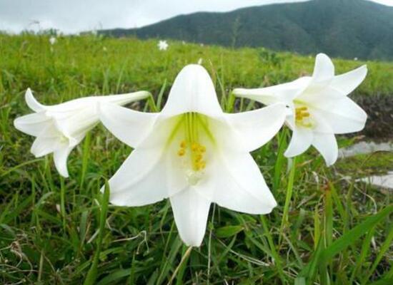 盆栽百合花施什么肥好，百合花怎么施肥/施用氮肥