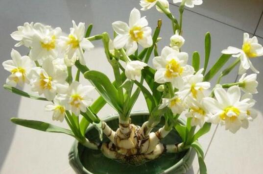 土培水仙花的養殖方法，栽種溫度時間最重要