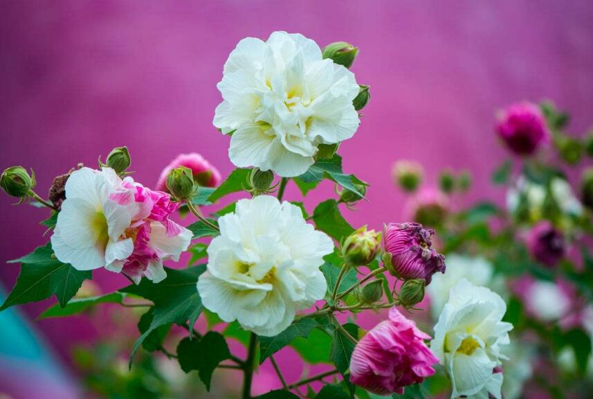 盆栽芙蓉花的養(yǎng)殖方法，養(yǎng)護(hù)得當(dāng)可以花開(kāi)滿園