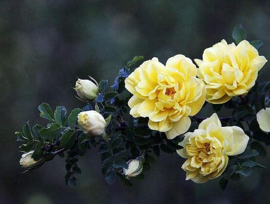 薔薇花的冬季怎么養，薔薇花的冬季養殖方法