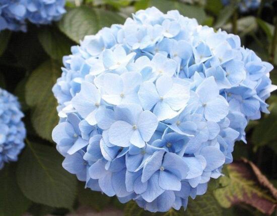 繡球花有哪些品種，繡球花品種圖片大全