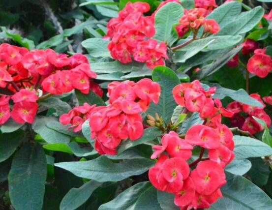虎刺梅花期多少天，一年四季均可開花(養殖得當)