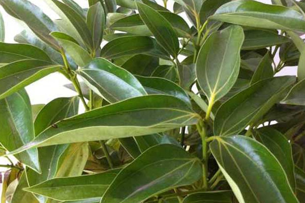 平安樹葉子耷拉怎么辦,適當補充光照增施氮肥
