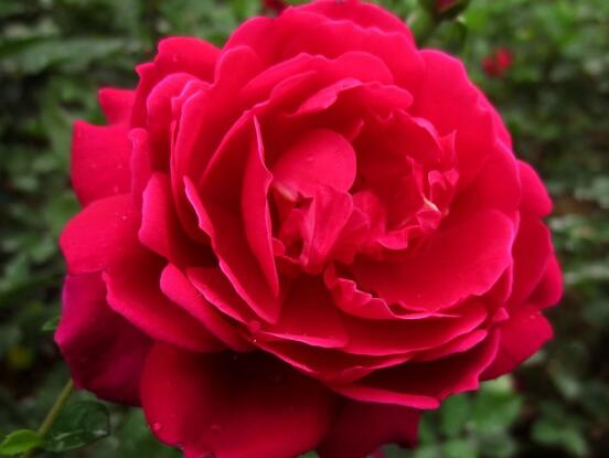 月季花冬季怎么施肥，三個(gè)簡(jiǎn)單方法便可安然過(guò)冬