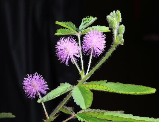 種含羞草會掉頭發嗎，會掉/家有孕婦和小孩忌養殖