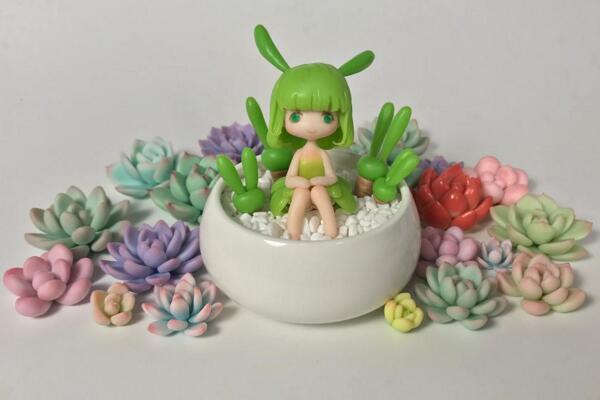 碧光環怎么養殖，5步教你養好碧光環