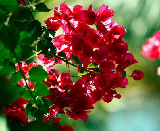 三角梅什么時(shí)候剪枝，一般以春季修剪最佳(生長(zhǎng)期與花謝期)