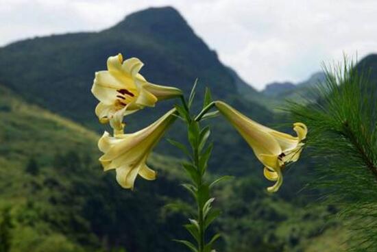 百合花花期多久，百合花開花后怎么處理/施肥澆水養(yǎng)護