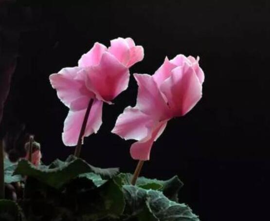 仙客來的花期是什么時候，每年冬季含苞盛放(12月至5月)