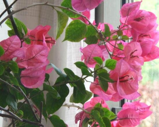 三角梅什么時候開花，三角梅為什么不開花